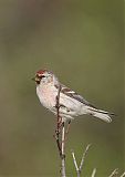 Hoary Redpoll